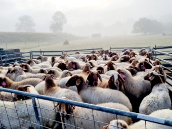 Awassi Ewes and Lambs - part flock dispersal
