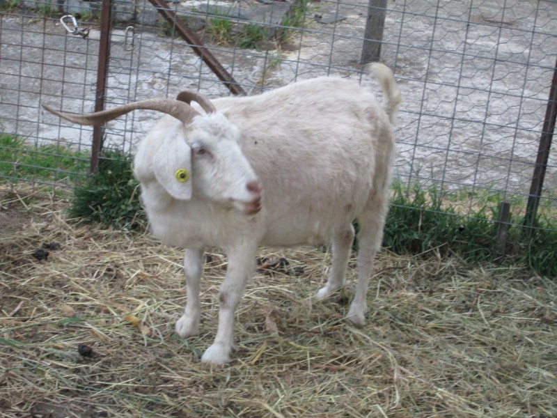 Breeding Goat Doe. of 3 to 4 years of age.  Good mother.   Victorian seller.  