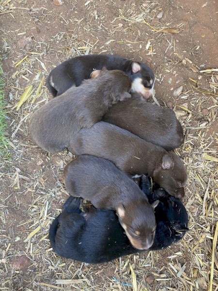 Kelpie Pup 