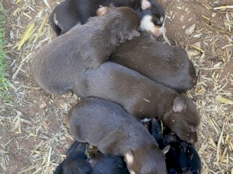 Kelpie Pup 