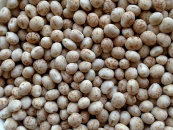 Bateman Lupins