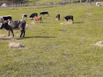 URGENT 25 Speckle park x Hereford and Angus 