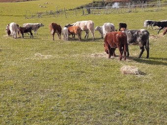 URGENT 25 Speckle park x Hereford and Angus 