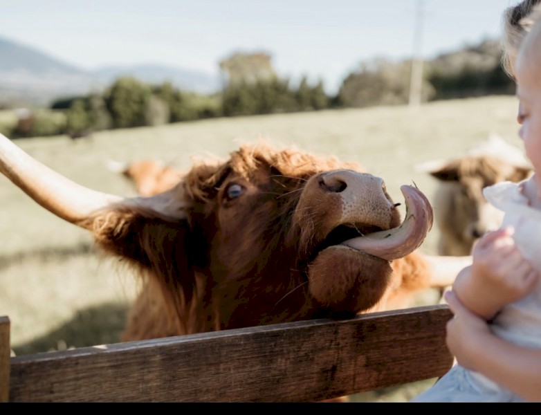 Highland Cattle - top breeders and bloodlines