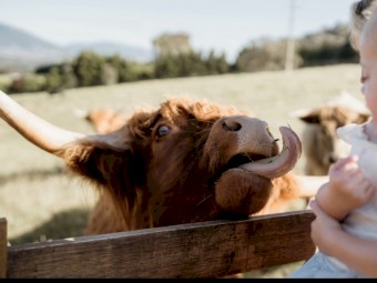 Highland Cattle - top breeders and bloodlines