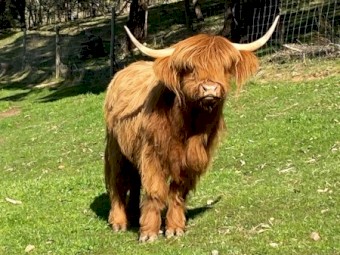 Highland Cattle - top breeders and bloodlines