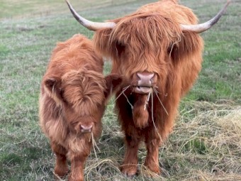 Highland Cattle - top breeders and bloodlines