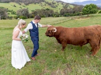 Highland Cattle - top breeders and bloodlines
