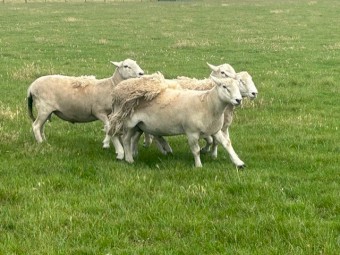 Shedding Rams (Nudie)