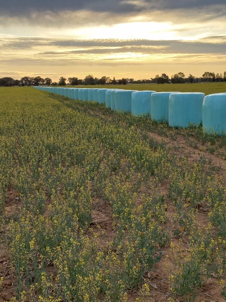 200 x Canola Silage 480-500kg Round Bales