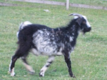 Young Male Goat 9 months old Miniature Cross.