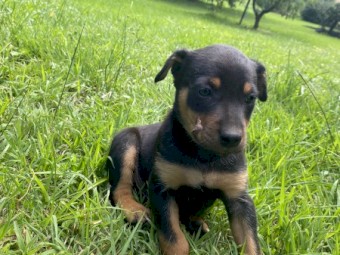 Kelpie Pups x 8