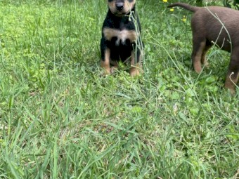 Kelpie Pups x 8
