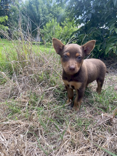 Kelpie Pups x 8