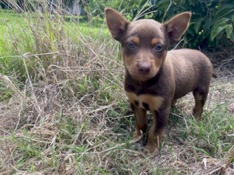 Kelpie Pups x 8