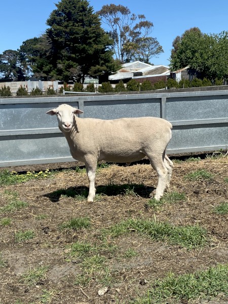 White Suffolk Rams 