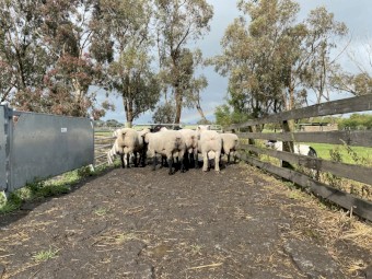 White Suffolk Rams 