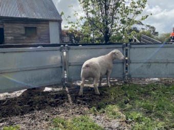 White Suffolk Rams 