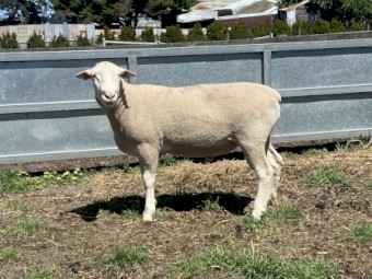 White Suffolk Rams 