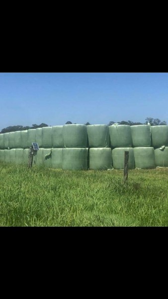 100 x Setaria Phalaris Clover Kikuyu Silage