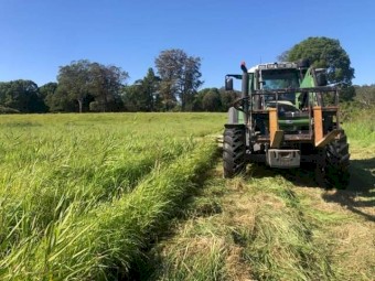 100 x Setaria Phalaris Clover Kikuyu Silage
