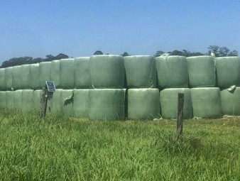 100 x Setaria Phalaris Clover Kikuyu Silage