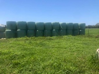 100 x Setaria Phalaris Clover Kikuyu Silage