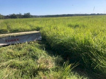 100 x Setaria Phalaris Clover Kikuyu Silage