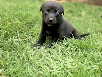 Kelpie Pup 