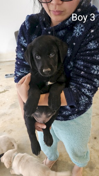 German Shepard X Labrador Pups x 6
