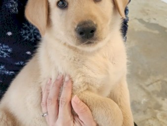 German Shepard X Labrador Pups x 6