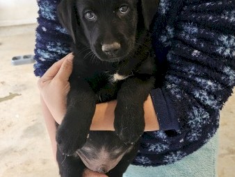German Shepard X Labrador Pups x 6