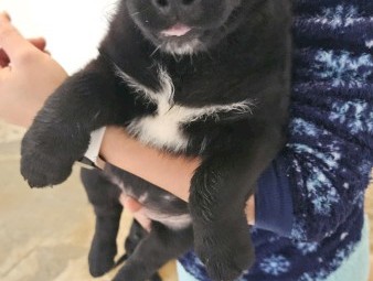 German Shepard X Labrador Pups x 6
