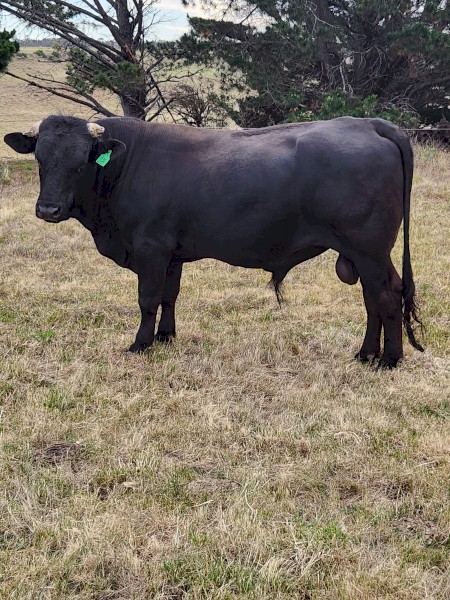 Drakensberger Bull