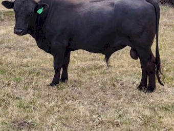 Drakensberger Bull