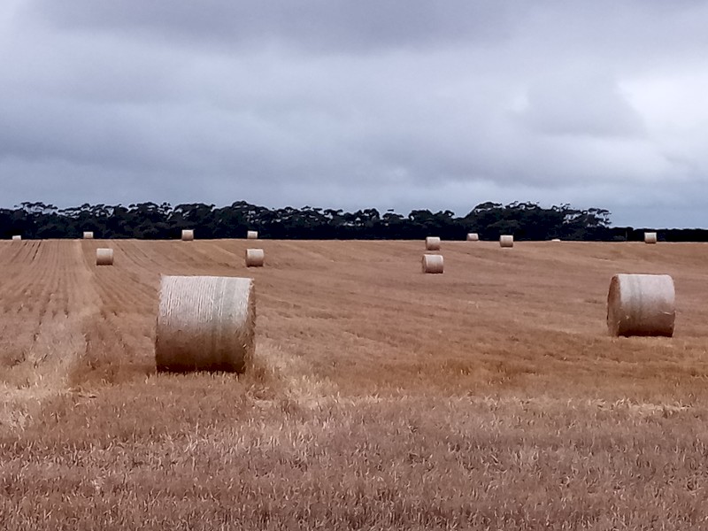 60 x Barley Straw 5x4 Round Bales