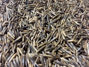 Saia Oat Seed 