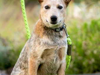 1 x Heeler Pups looking for homes