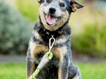 1 x Heeler Pups looking for homes