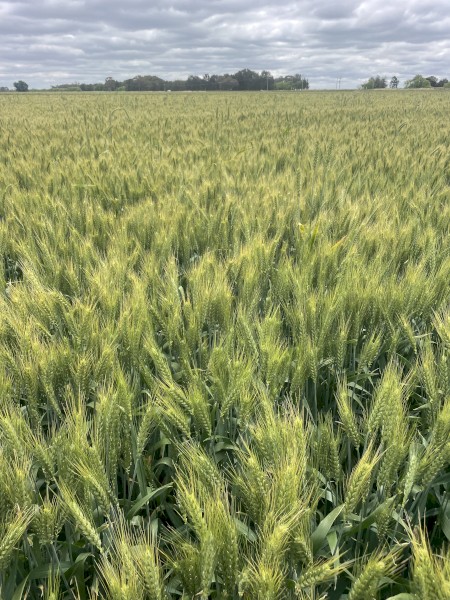 50mt Sunmaster Wheat Seed
