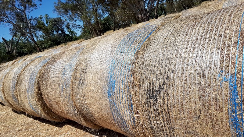 Organic Oaten Hay