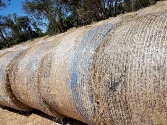 Organic Oaten Hay