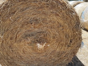 Organic Oaten Hay