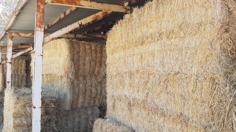 Organic wheaten hay 