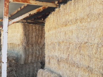 Organic wheaten hay 