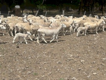 50 X Nudie ewes with approx 60 lambs at foot