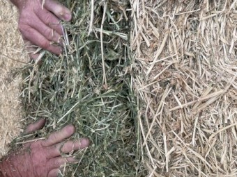 300mt Lucerne Hay 8x4x3 Bales