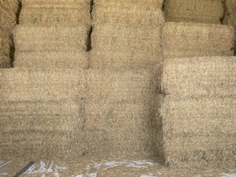 300mt Lucerne Hay 8x4x3 Bales
