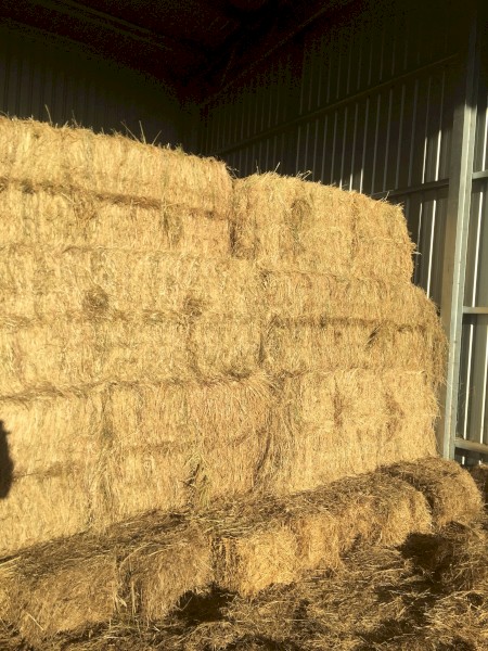 80 Big Square 3 x 3 x 8 Rye Grass - No Rain Damage