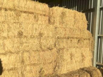 80 Big Square 3 x 3 x 8 Rye Grass - No Rain Damage